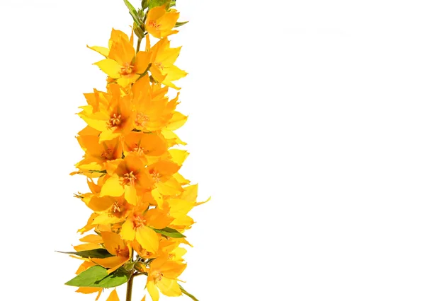 Beyaz arkaplanda sarı çiçek — Stok fotoğraf
