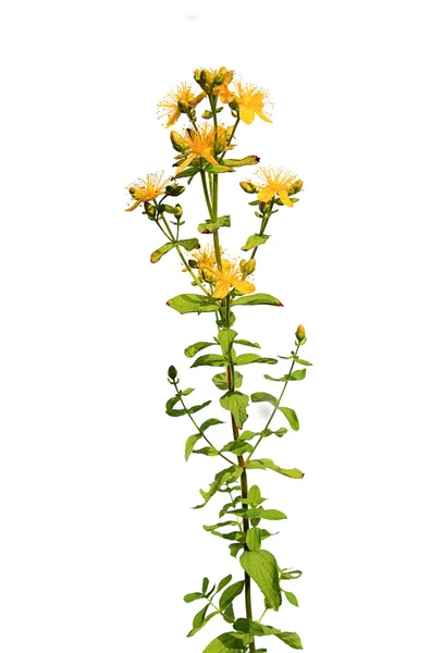 Flor de campo amarillo —  Fotos de Stock