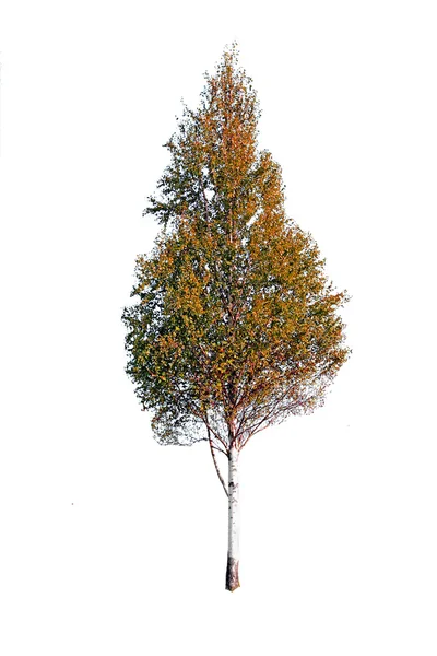Autumnr σημύδας — Φωτογραφία Αρχείου