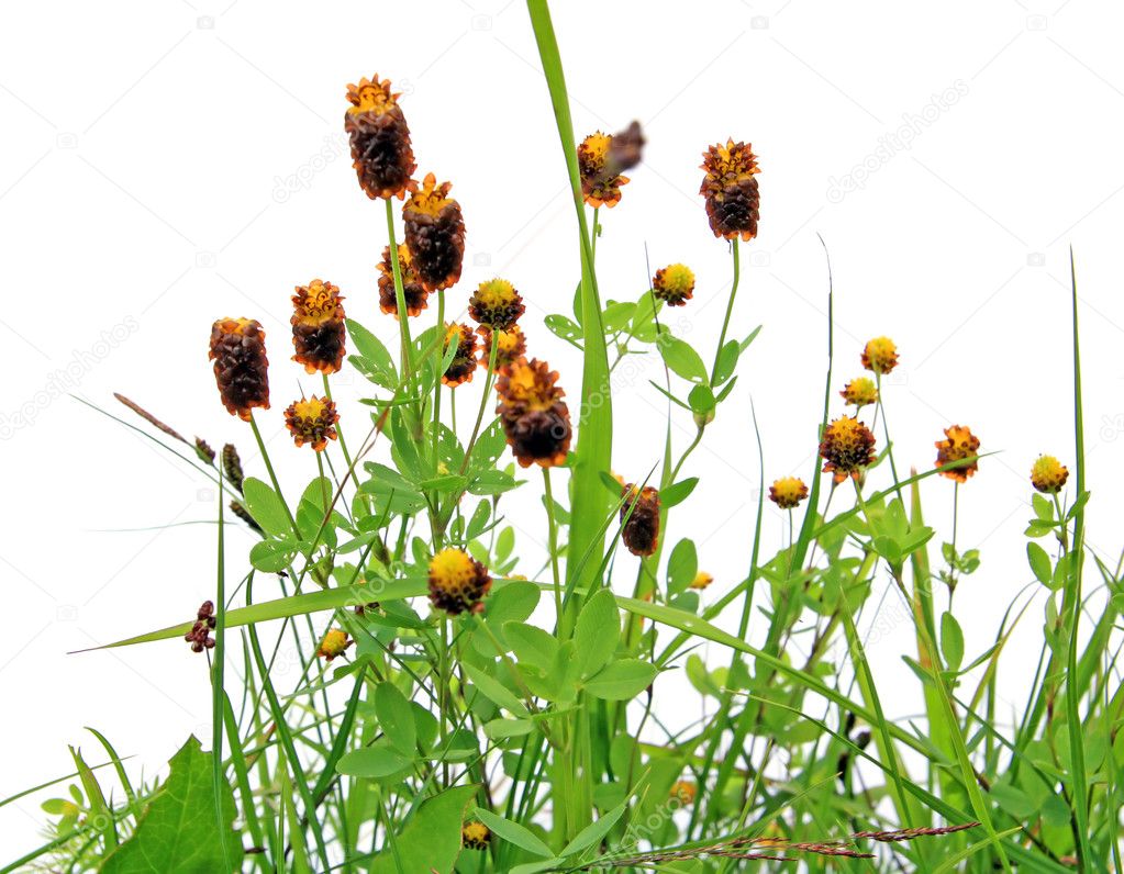 Field flowerses
