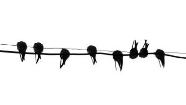 Swallow on electric wire clipart