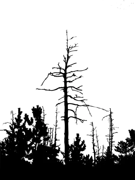 Silhueta árvore seca — Fotografia de Stock