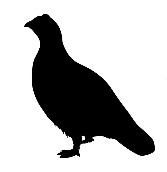 Partridge on white background — Stock Photo, Image