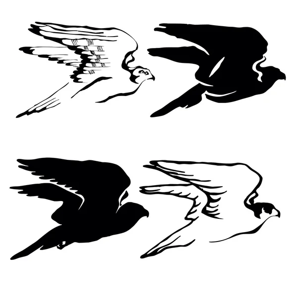 Desenho do falcão — Fotografia de Stock