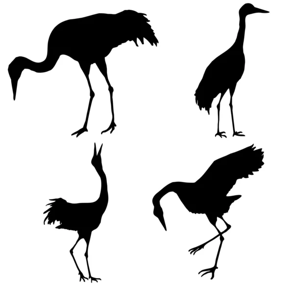 Silhouette of the cranes — Stock Photo, Image