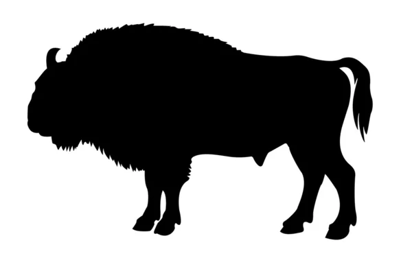 Silhouette of the buffalo — Stock Photo, Image