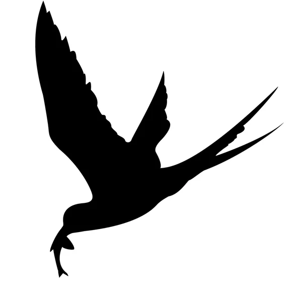 Pássaro marinho no fundo branco — Fotografia de Stock