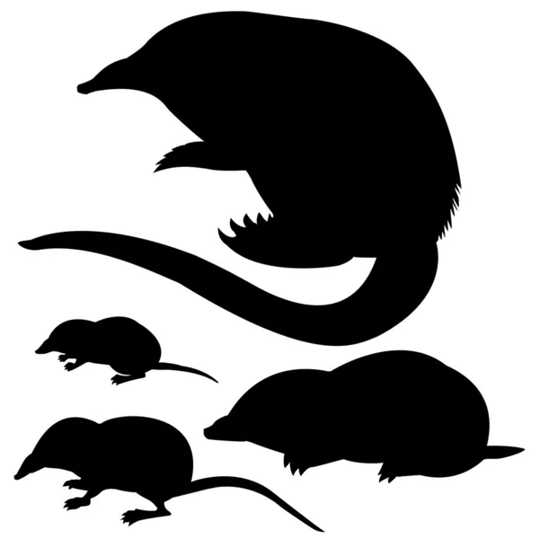 Mole, muis en desmans — Stockfoto