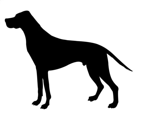 Silhouette beagle — Stock Photo, Image