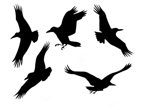 Silhouette du groupe corbeau — Photo