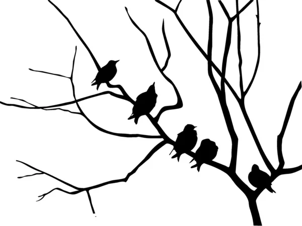 Silhouette starling su albero ramo — Foto Stock