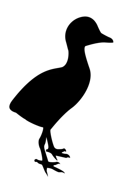 剪影小鸭 — 图库照片