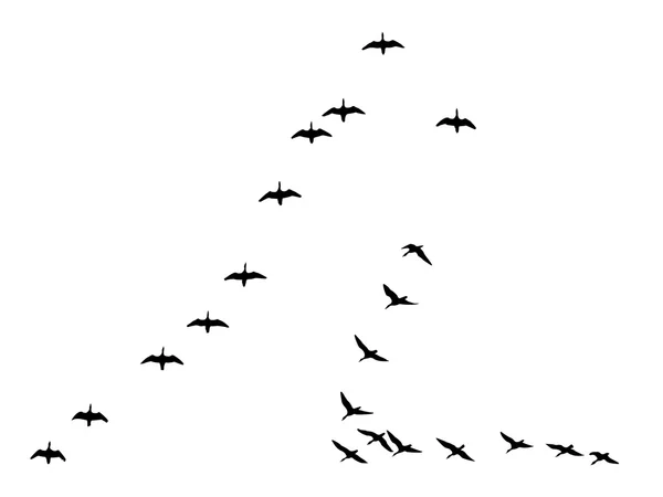 Kazlar siluetleri akın — Stok fotoğraf