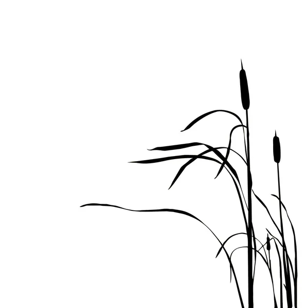 Silhouette of the reed — Stock Photo, Image