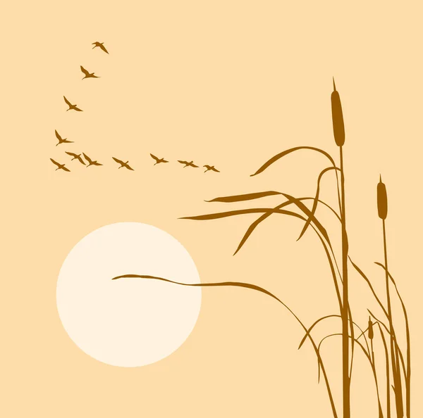 Drawing flock geese on bulrush — Stock Photo, Image