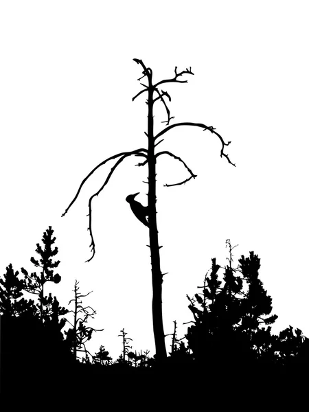 Silueta suchý strom — Stock fotografie