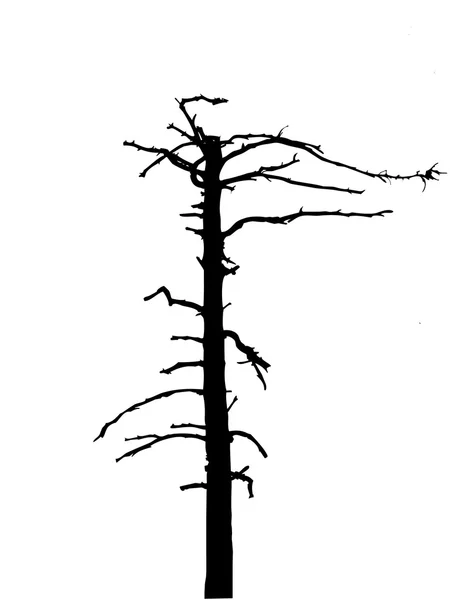실루엣 마른 나무 — Stock Fotó