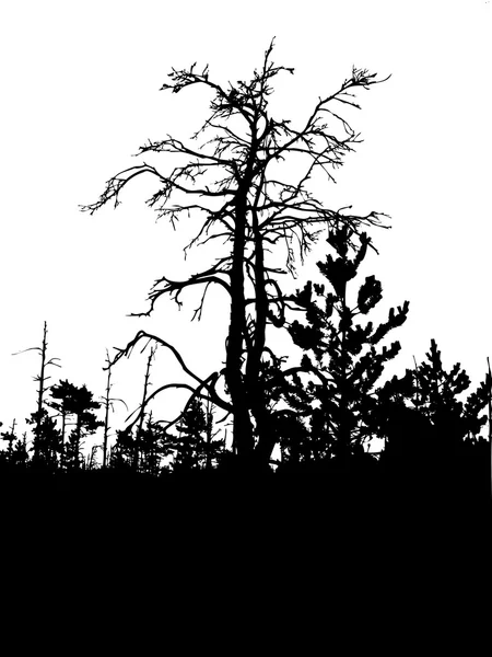 Silhueta árvore seca — Fotografia de Stock