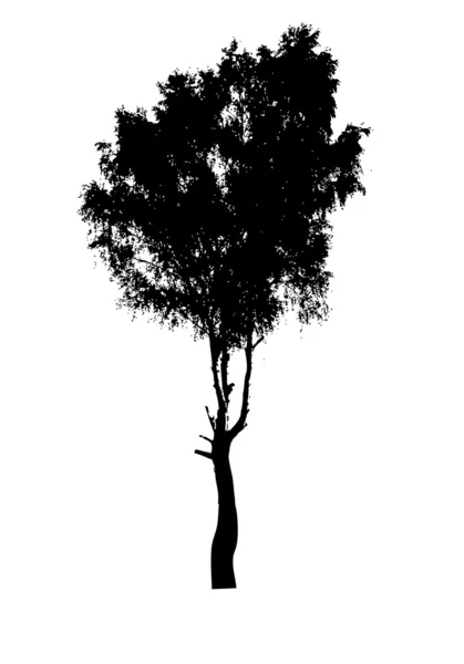 자작나무의 실루엣 — 스톡 사진