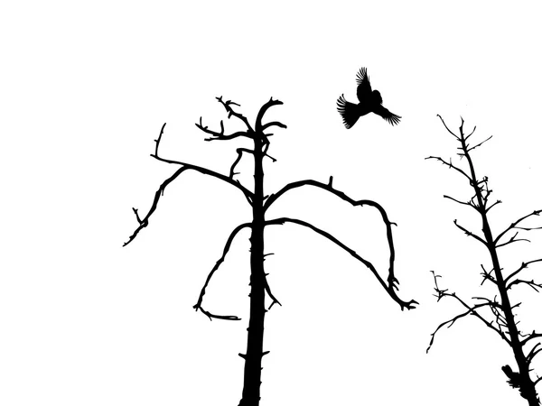 Kuru ağaç ve kuşlar — Stok fotoğraf