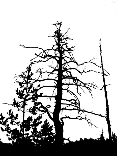 Silhouette torra träd — Stockfoto