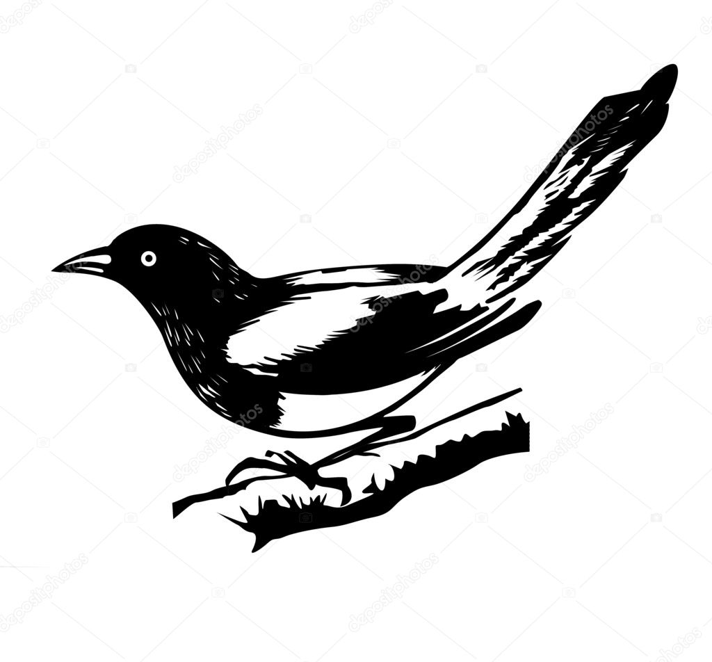 Magpie on white background