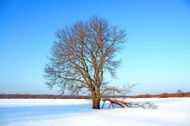 Oak alanı