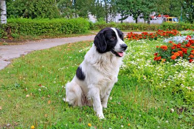 bitki üzerinde köpek