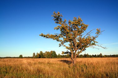 Oak alanı