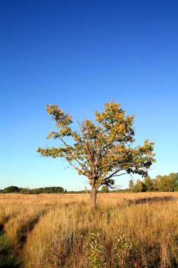 Oak alanı