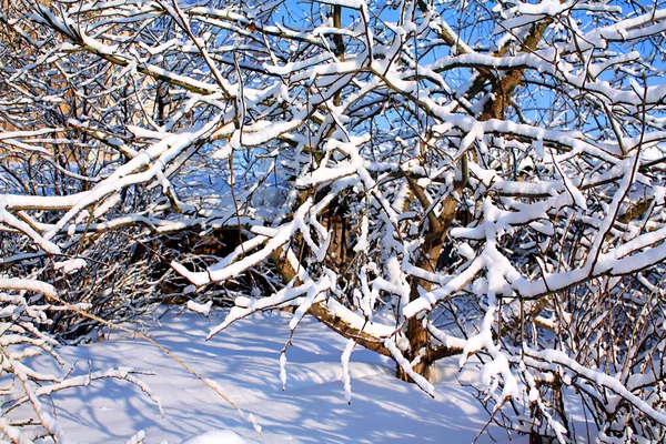Winter garden — Stock Photo, Image