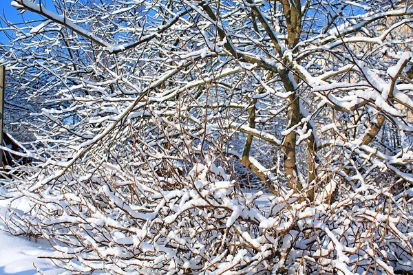 Jardín de invierno —  Fotos de Stock