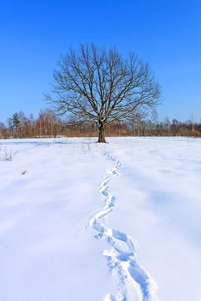 Ίχνη στο χιόνι κοντά σε oak — Φωτογραφία Αρχείου