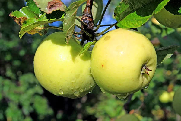 Manzana en rama — Foto de Stock