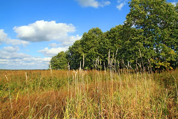 Wald in Feldnähe — Stockfoto