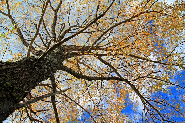 Gelber Herbstbaum — Stockfoto