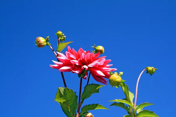 Dahlia üzerinde arka plan mavi gökyüzü — Stok fotoğraf
