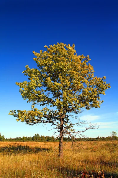 Oak για το πεδίο — Φωτογραφία Αρχείου