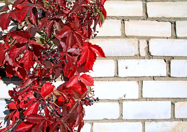 Červené podzimní list na cihlovou zeď — Stock fotografie