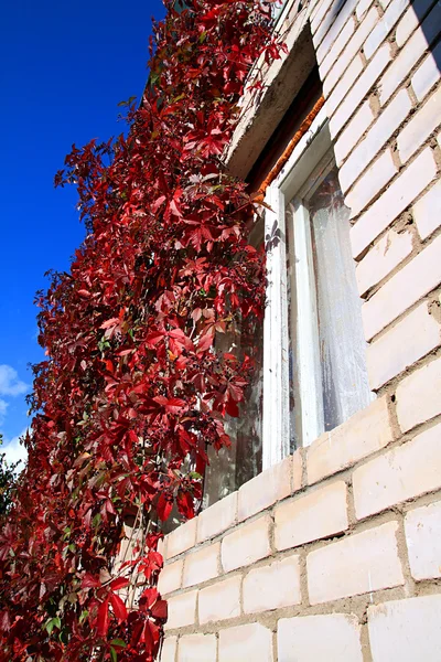 Lenzuolo rosso autunno su muro di mattoni — Foto Stock
