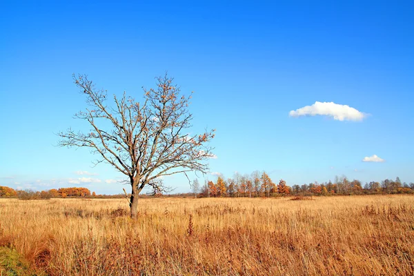 Oak on autumn field — Stock Photo, Image