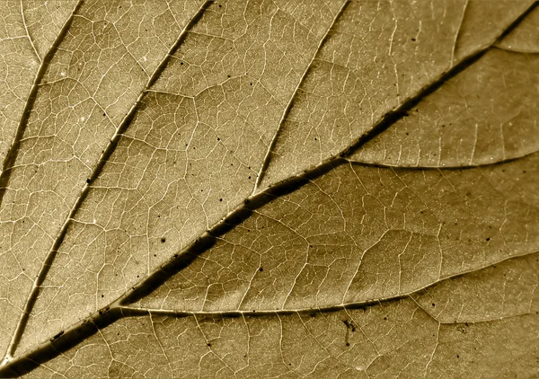Folha marrom árvore — Fotografia de Stock