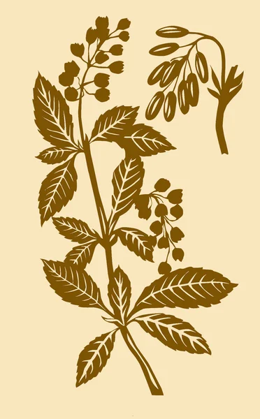 A mahónia növény — Stock Fotó