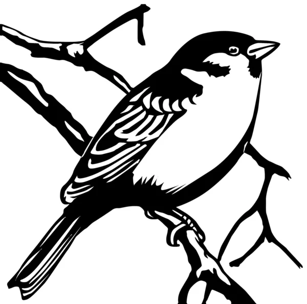 Silhouet sparrow — Stockfoto