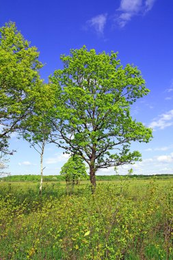 Oak alanı