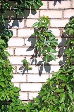 Plant on brick wall clipart