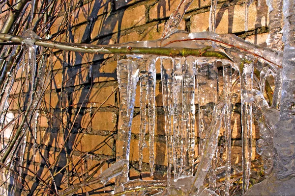 Icicles on branch — Stock Photo, Image