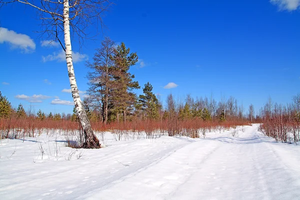 Envejecimiento carretera en madera de invierno — Foto de Stock