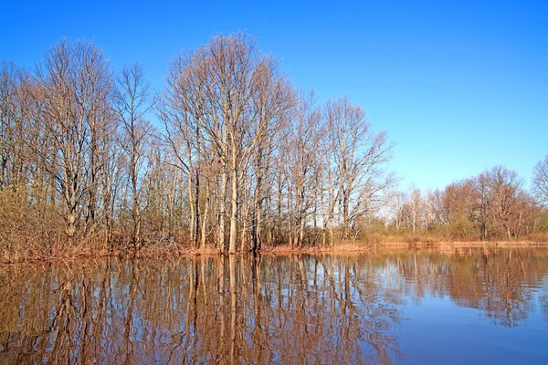Povodeň v lese — Stock fotografie