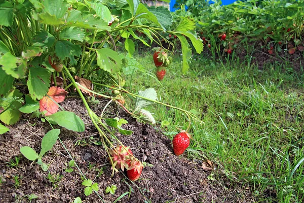 Fresas en el jardín —  Fotos de Stock